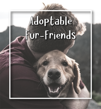 Headin Home Pet Rescue Adoptable Pets